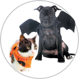 PetHalloweenCostume