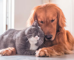 Doggie & Kitty Rewards image
