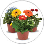 Premium Annual Plants