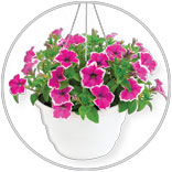 Premium Flowerin Hanging Basket