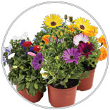 Premium Flowering Annuals