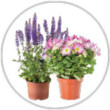 Prmium Annual Plants