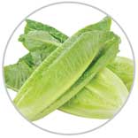 Romaine 1