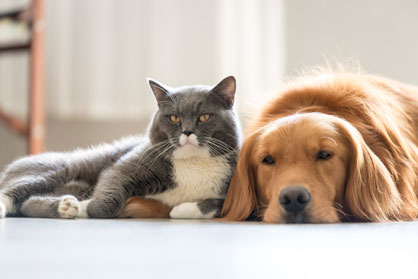 Who Else Wishes to Learn About Pet Supplies?