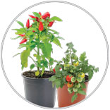 Vegetable Plants 4 Pot