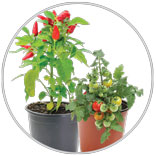 Vegetable Plants 4 Pot 1