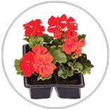 Zonal Geranium Plants 4 Pk