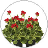 Zonal Geranium Plants