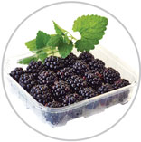 blackberries